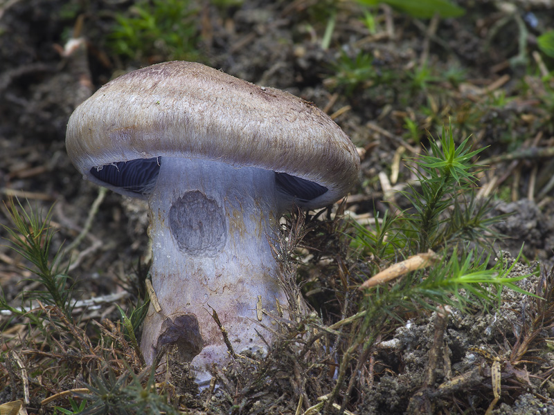 Cortinarius cyanites